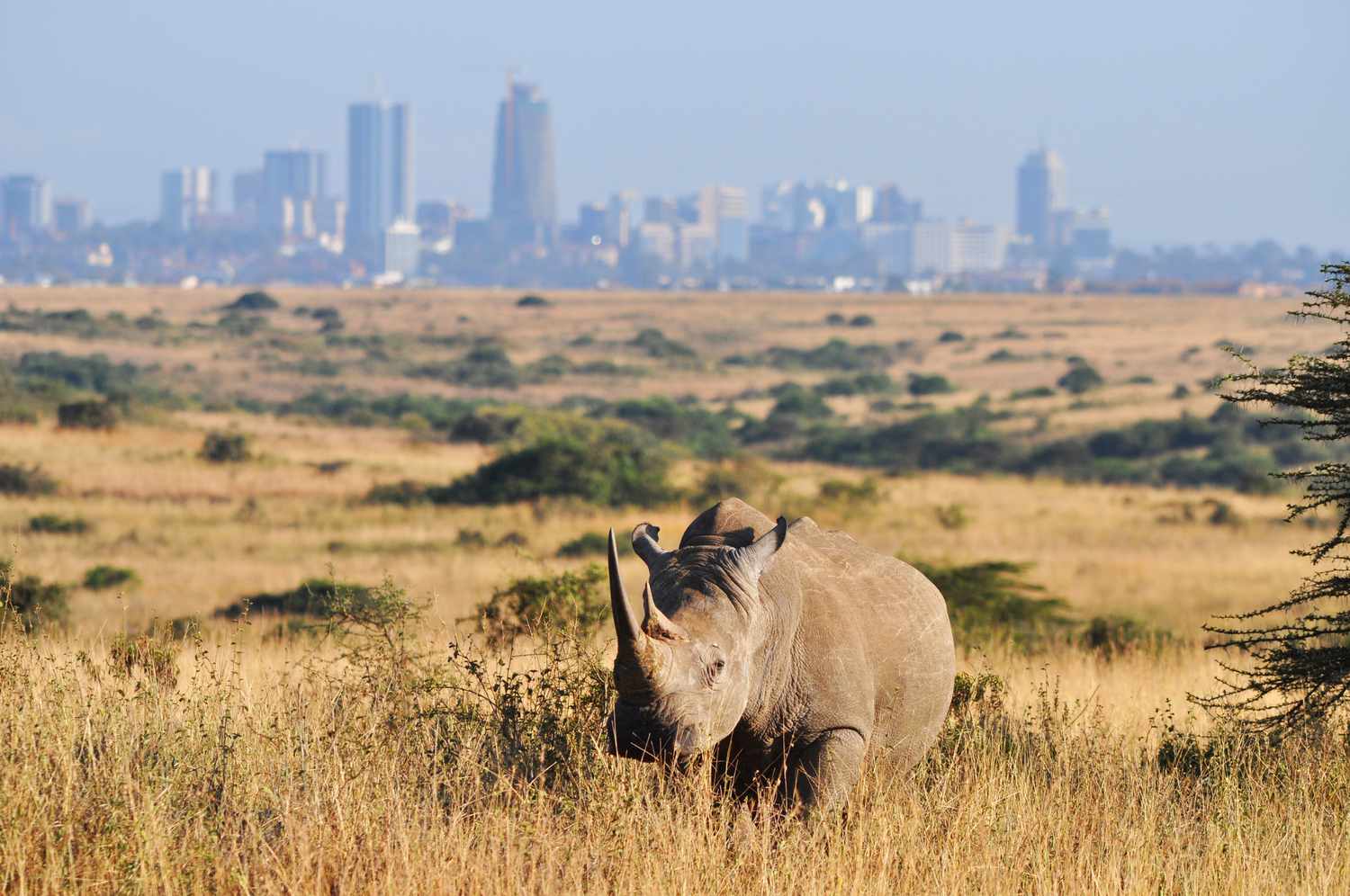 Kenyan Experiences (5-Day)